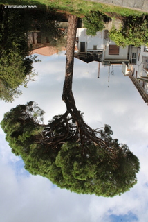 Pino parco Zafferana